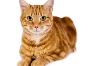 ginger-cat-300x300[1]