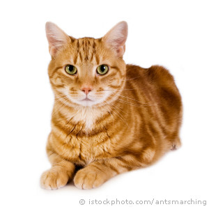 ginger-cat-300x300[1]