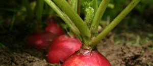 radishes[1]