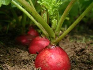 radishes[1]