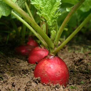 radishes[1]