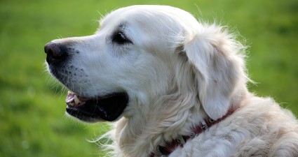 retriever-348572_1280