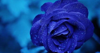 rose-165819_1280