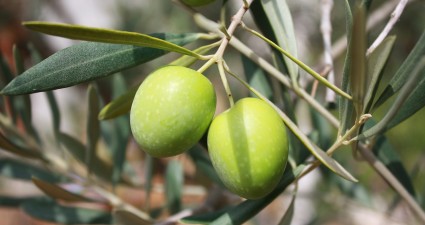 olives-473793_1280