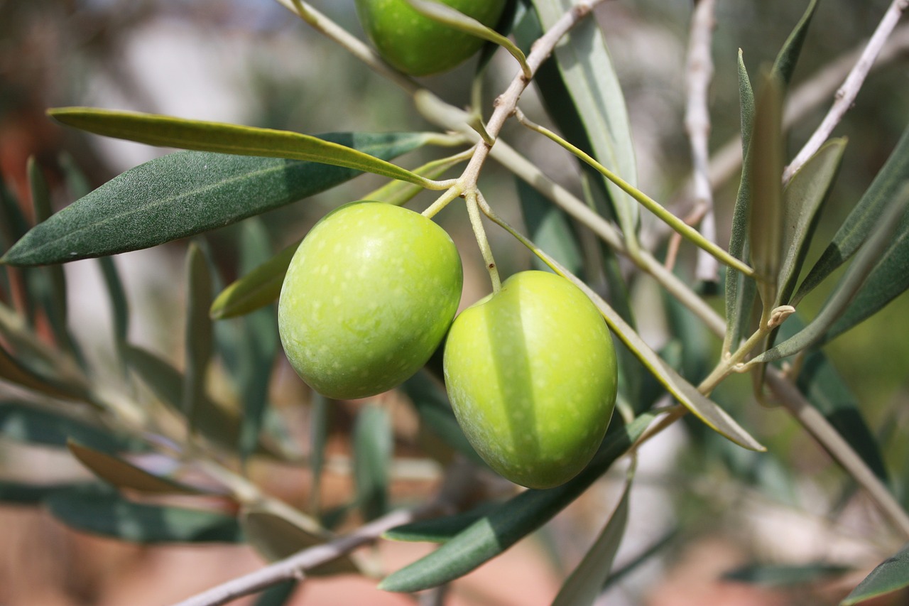 olives-473793_1280