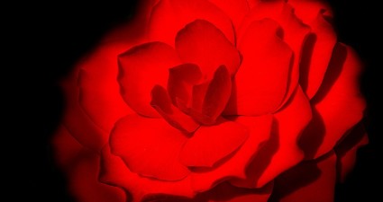 beautiful-71396_1280