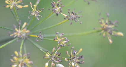 fennel-545746_1280