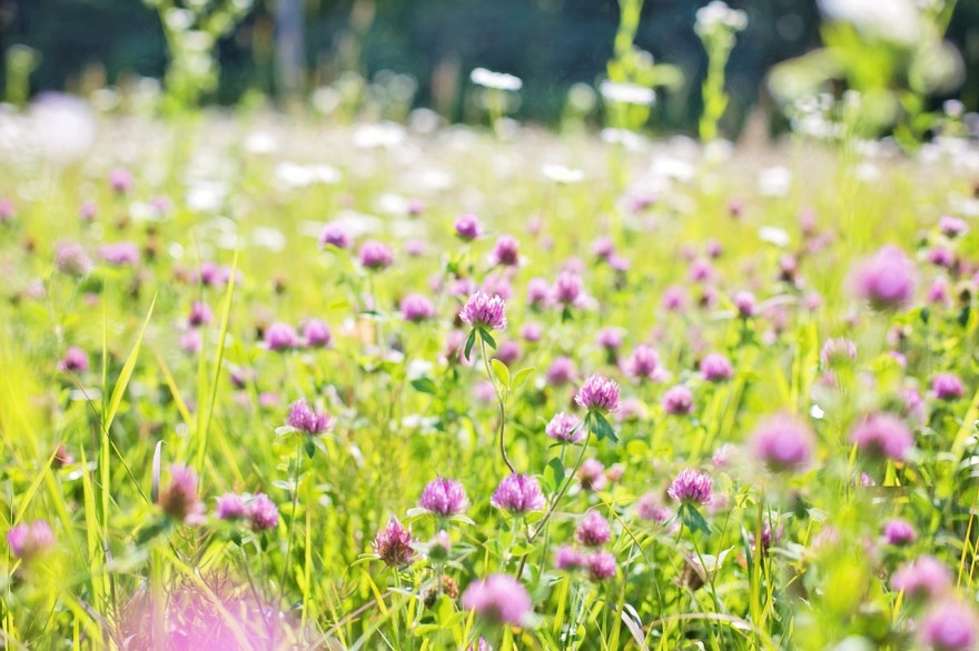 Free Wildflower Seeds CatchyFreebies