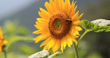 sunflower-863938_1280