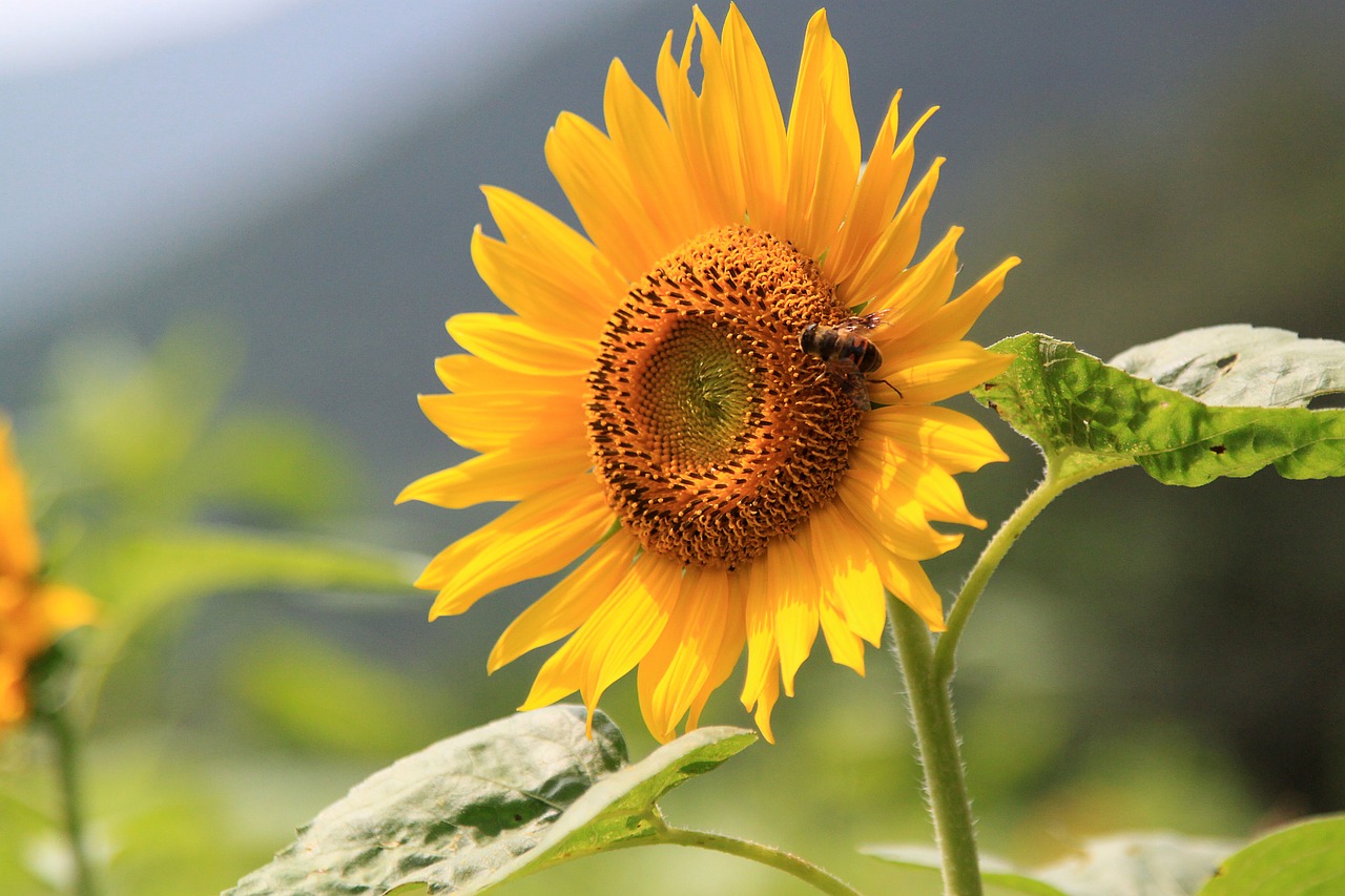 sunflower-863938_1280