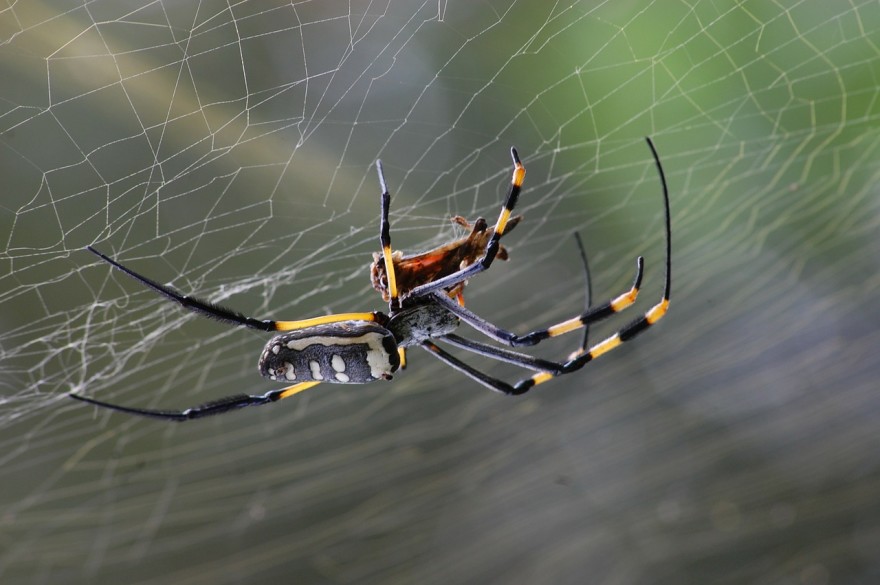 golden-orb-spider-281142_1280