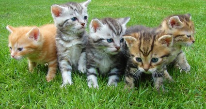 kittens-555822_1280