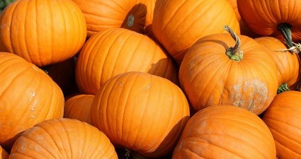 pumpkins-457716_1280