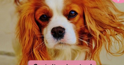 Catchy freebie template cute dog