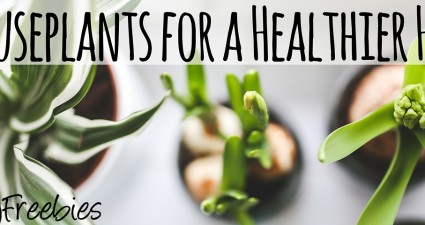 houseplants for a healthy home catchyfreebies