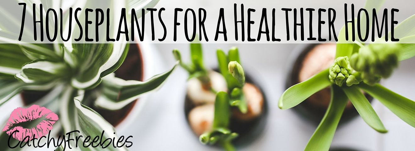 7 Houseplants for a Healthier Home