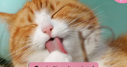 Catchy freebie template kitten