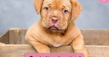 Catchy freebie template puppy