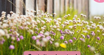 free wildflower guide and seed catalog wildseed farms catchyfreebies spring