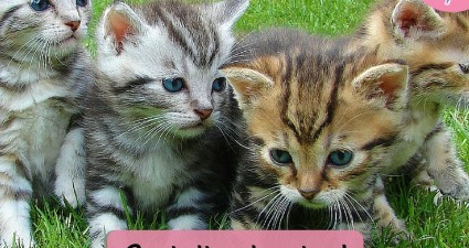 Catchy freebie template kittens