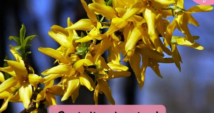 Catchy freebie template yellow