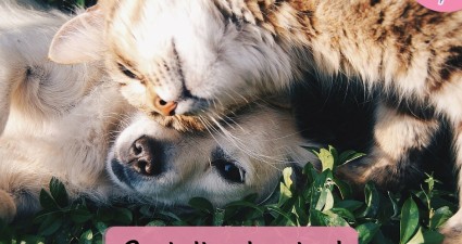 Catchy freebie templatecatdog