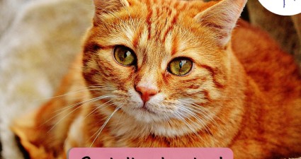 CatchyFreebies sample (10)