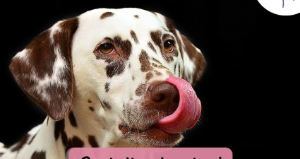 CatchyFreebies sample (84)