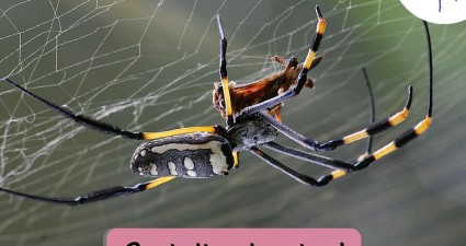 CatchyFreebies sample spider