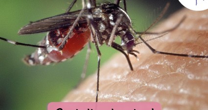 CatchyFreebies sample