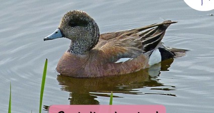 CatchyFreebies sample (53)