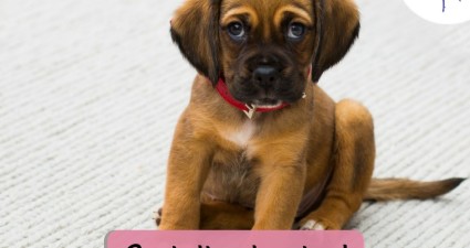 CatchyFreebies sample (26)