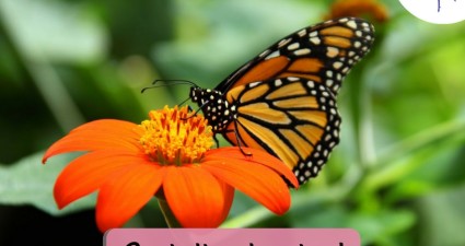 CatchyFreebies sample (79)