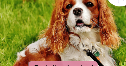 CatchyFreebies sample (2)