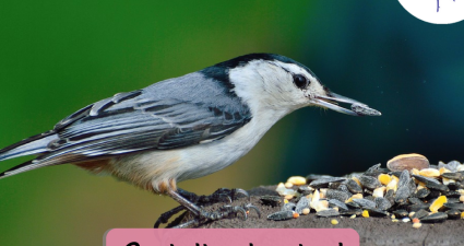 CatchyFreebies sample (57)