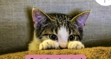 CatchyFreebies sample (68)