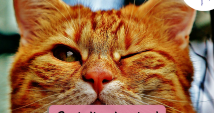 CatchyFreebies sample (13)