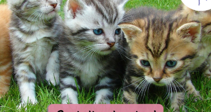 CatchyFreebies sample