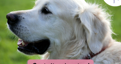 CatchyFreebies sample (39)