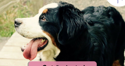 CatchyFreebies sample (5)