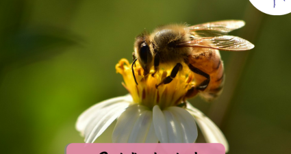 CatchyFreebies sample