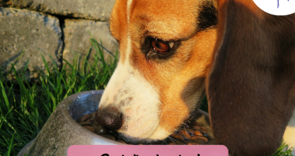 CatchyFreebies sample (81)