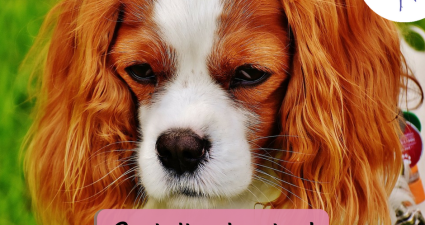 CatchyFreebies sample (26)