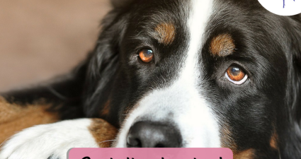 CatchyFreebies sample (37)