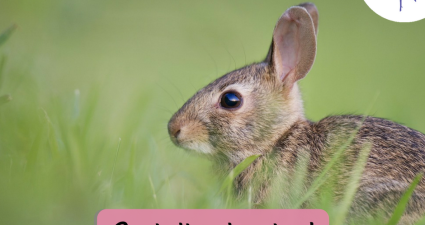 CatchyFreebies sample (47)