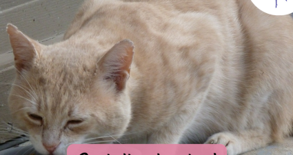 CatchyFreebies sample (6)