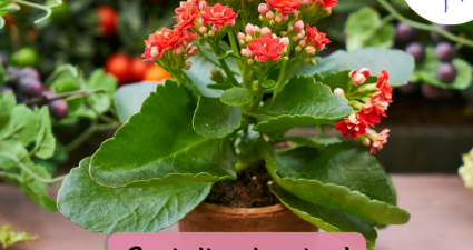 CatchyFreebies sample (40)