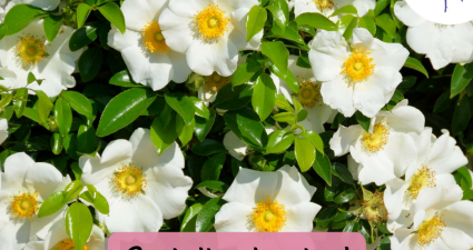 CatchyFreebies sample (30)