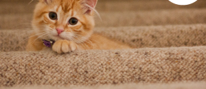 CatchyFreebies sample